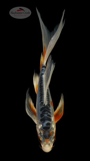 Shusui 5-6 inches [H26-T90-138]