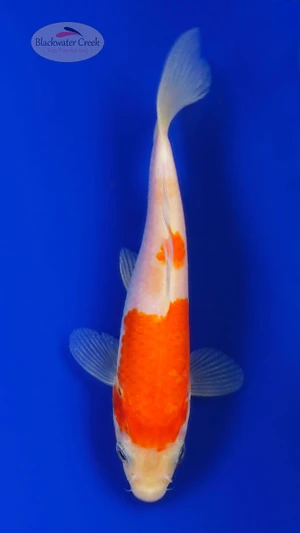 Kohaku 5-6 inches [H26-T90-139]