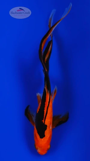 Black and Orange Goldfish 6-7 inches [AA26-T62-1] *SEE VIDEO*