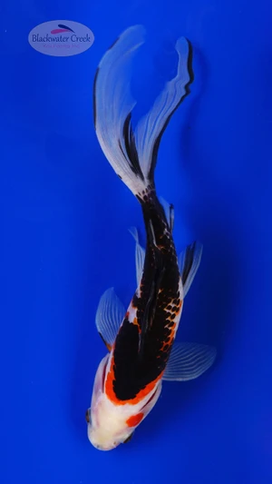 Sanke Gold 7-8 inches [AA26-T62-8] *SEE VIDEO*