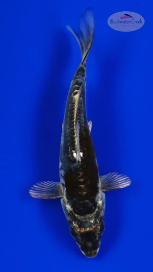 Koi 845 3-4 inches [PW-T6-845]