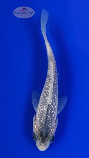 Koi 851 3-4 inches [PW-T6-851]