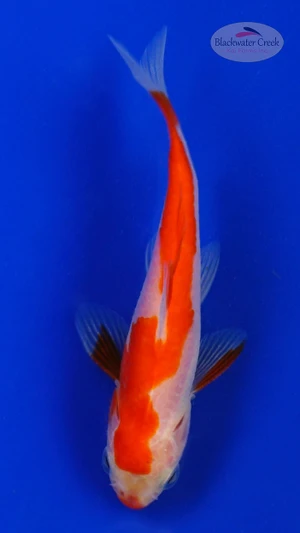Goldfish 852 3-4 inches [PW-T6-852]