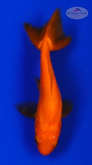 Goldfish 853 3-4 inches [PW-T6-853]