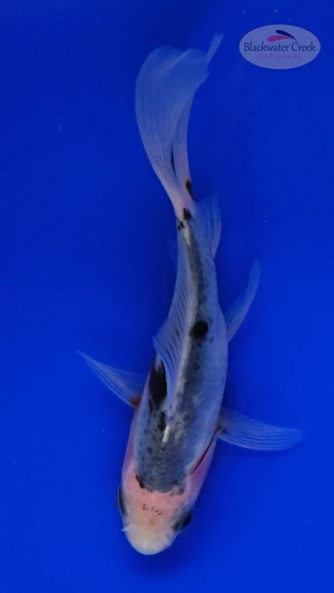 Goldfish 860 3-4 inches [PW-T6-860]