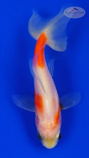 Goldfish 861 3-4 inches [PW-T6-861]