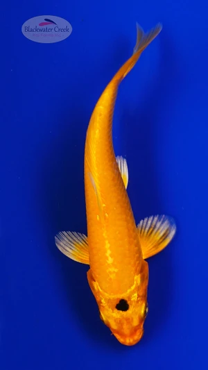Koi 864 3-4 inches [PW-T2-864]