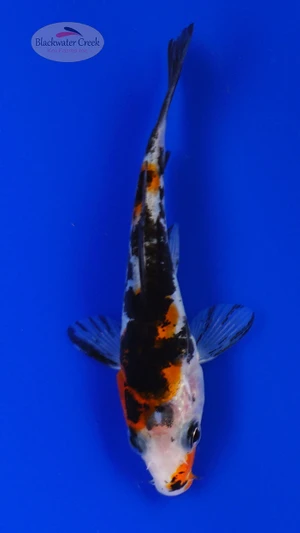 Koi 870 3-4 inches [PW-T2-870]