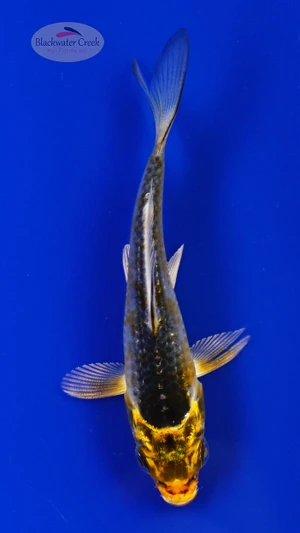Koi 871 3-4 inches [PW-T2-871]