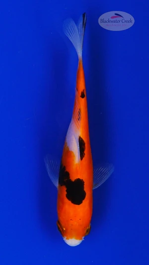 Goldfish 877 3-4 inches [PW-T2-877]
