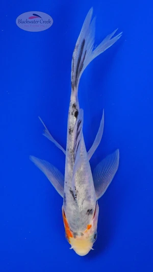 Koi 880 3-4 inches [PW-T2-880]