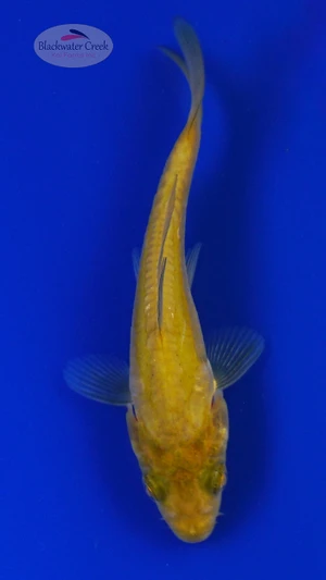 Koi 882 3-4 inches [PW-T2-882]