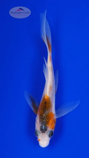 Koi 883 3-4 inches [PW-T2-883]