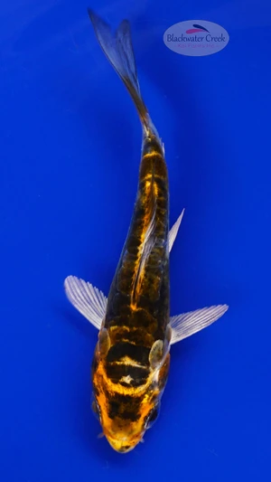 Koi 886 3-4 inches [PW-T8-886]