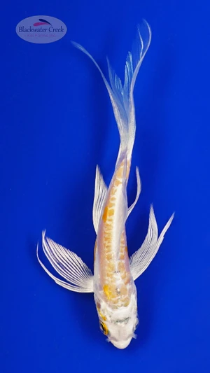 Koi 887 3-4 inches [PW-T8-887]