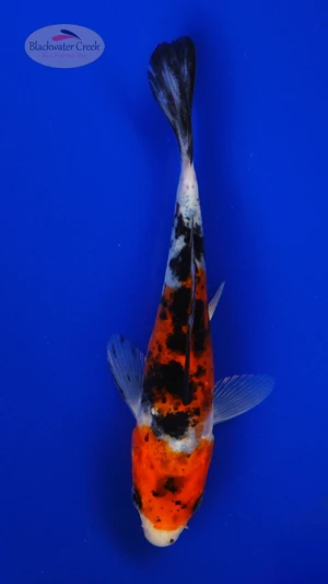 Koi 888 3-4 inches [PW-T8-888]