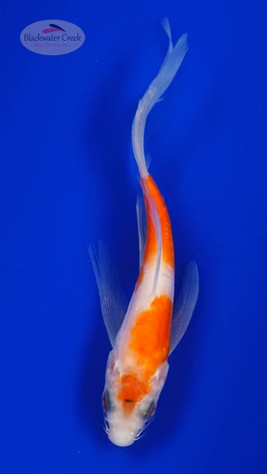 Koi 890 3-4 inches [PW-T8-890]