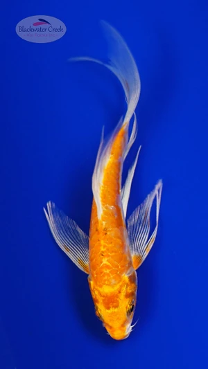 Koi 892 3-4 inches [PW-T8-892]