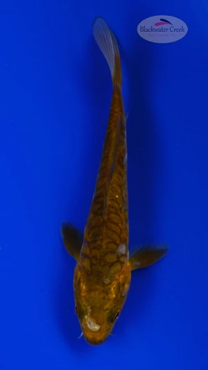 Koi 896 3-4 inches [PW-T8-896]
