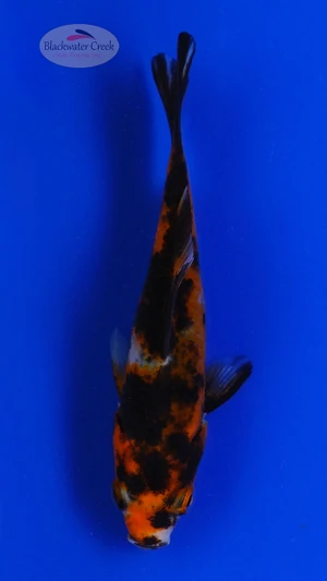 Goldfish 904 3-4 inches [PW-T8-904]