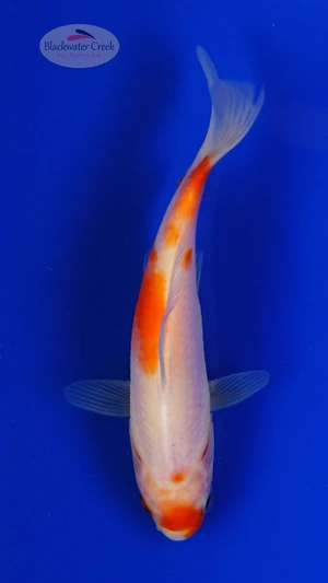Goldfish 905 3-4 inches [PW-T8-905]