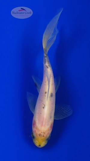 Goldfish 908 3-4 inches [PW-T8-908]