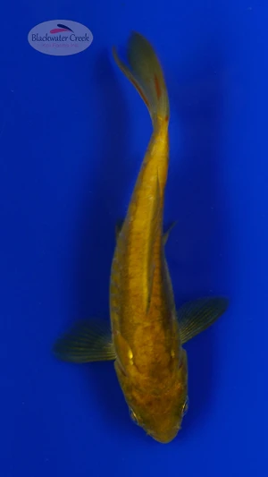 Koi 912 3-4 inches [PW-T9-912]