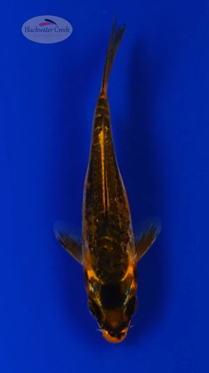 Koi 914 3-4 inches [PW-T9-914]