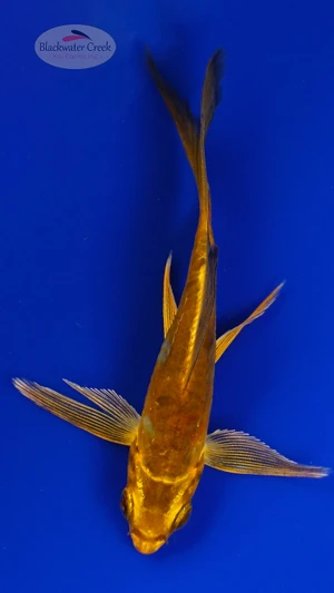 Koi 915 3-4 inches [PW-T9-915]