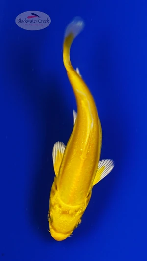 Koi 917 3-4 inches [PW-T9-917]