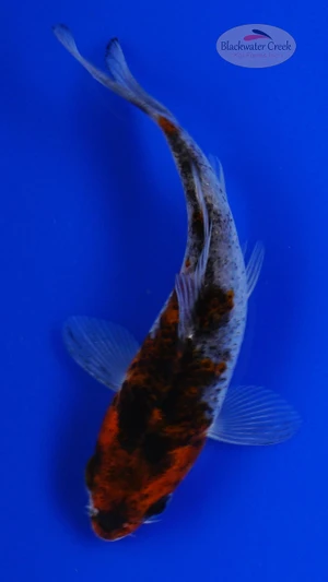 Koi 919 3-4 inches [PW-T9-919]