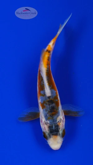 Koi 920 3-4 inches [PW-T9-920]