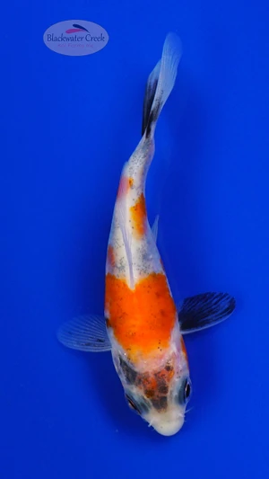 Koi 921 3-4 inches [PW-T9-921]
