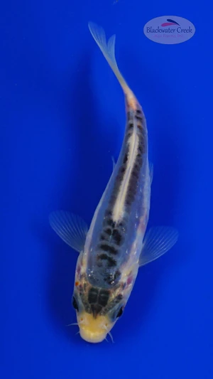 Koi 924 3-4 inches [PW-T9-924]