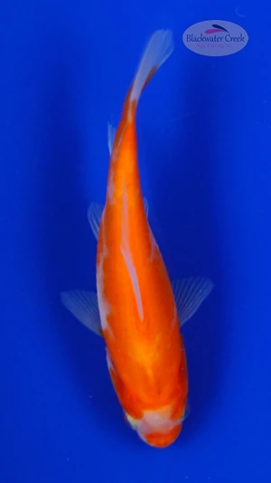 Goldfish 925 3-4 inches [PW-T9-925]