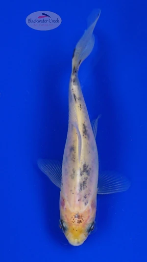 Goldfish 928 3-4 inches [PW-T9-928]