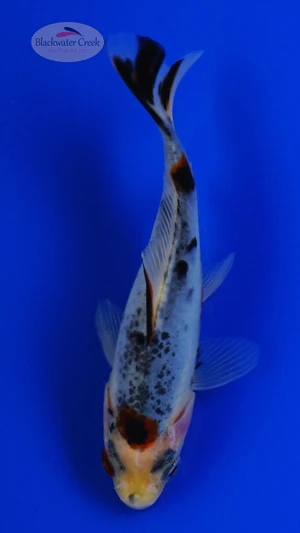 Goldfish 929 3-4 inches [PW-T9-929]