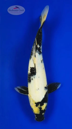 Shiro Utsuri 13 inches [AGO-92226-11]