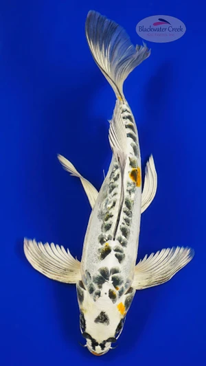 Kikokuryu Butterfly 12 inches [AGO-92226-19]