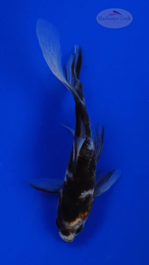 Goldfish 949 3-4 inches [PW-T10-949]