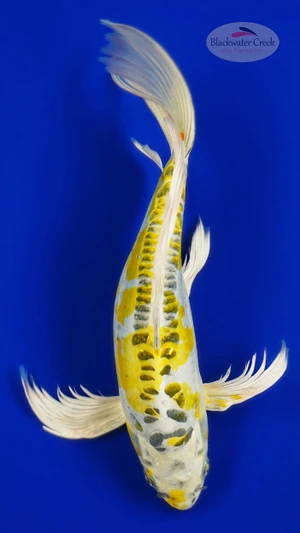 Doitsu Kujaku Butterfly 11.25 inches [AGO-92526-27]