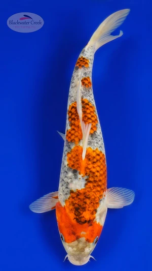 Goshiki 11.75 inches [AGO-92526-31]