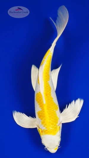 Hariwake Butterfly 11 inches [AGO-92526-36]