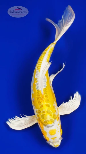 Doitsu Hariwake 10.50 inches [AGO-92526-38]