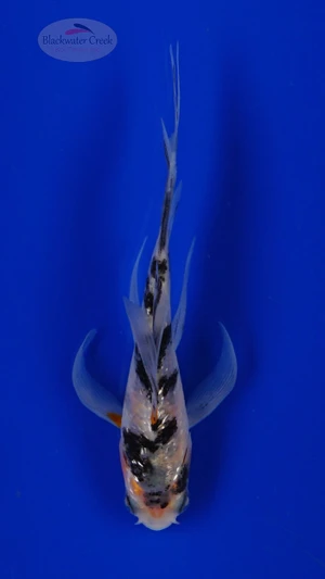 Koi 959 3-4 inches [PW-T22-959]