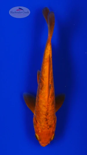 Koi 962 3-4 inches [PW-T22-962]