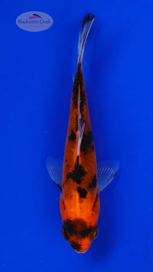 Goldfish 965 3-4 inches [PW-T22-965]