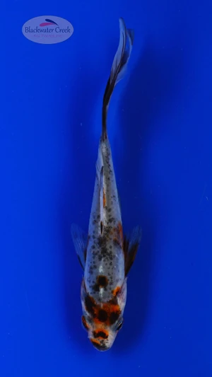 Goldfish 966 3-4 inches [PW-T22-966]