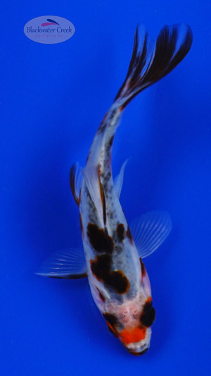 Goldfish 984 3-4 inches [PW-T28-984]