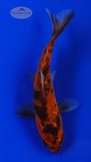 Goldfish 986 3-4 inches [PW-T28-986]